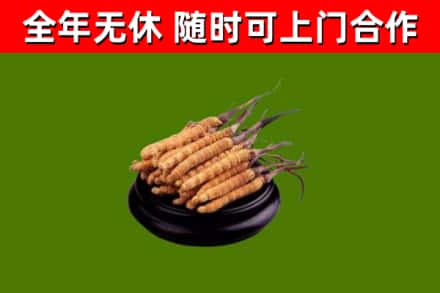 增城烟酒回收冬虫夏草.jpg