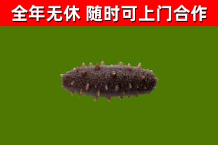 增城烟酒回收干海参.jpg